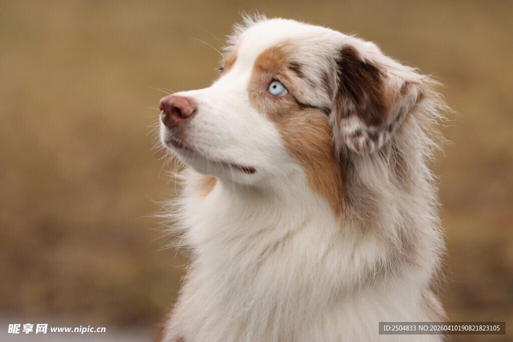  洲牧羊犬抬头凝望瞬间