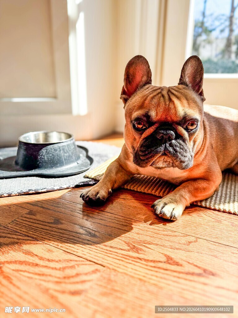 趴地休憩的可爱法国斗牛犬