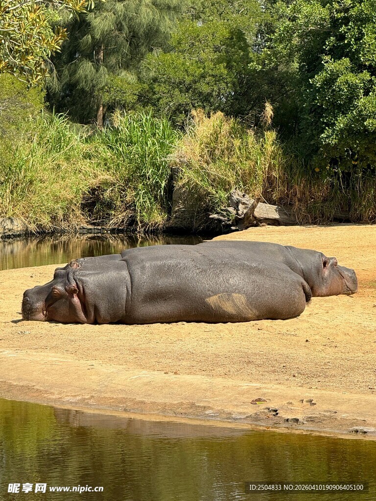 河边休憩的河马群