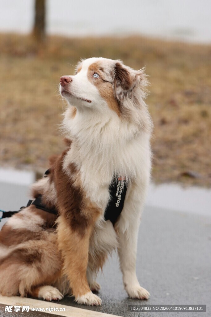两只可爱的 洲牧羊犬