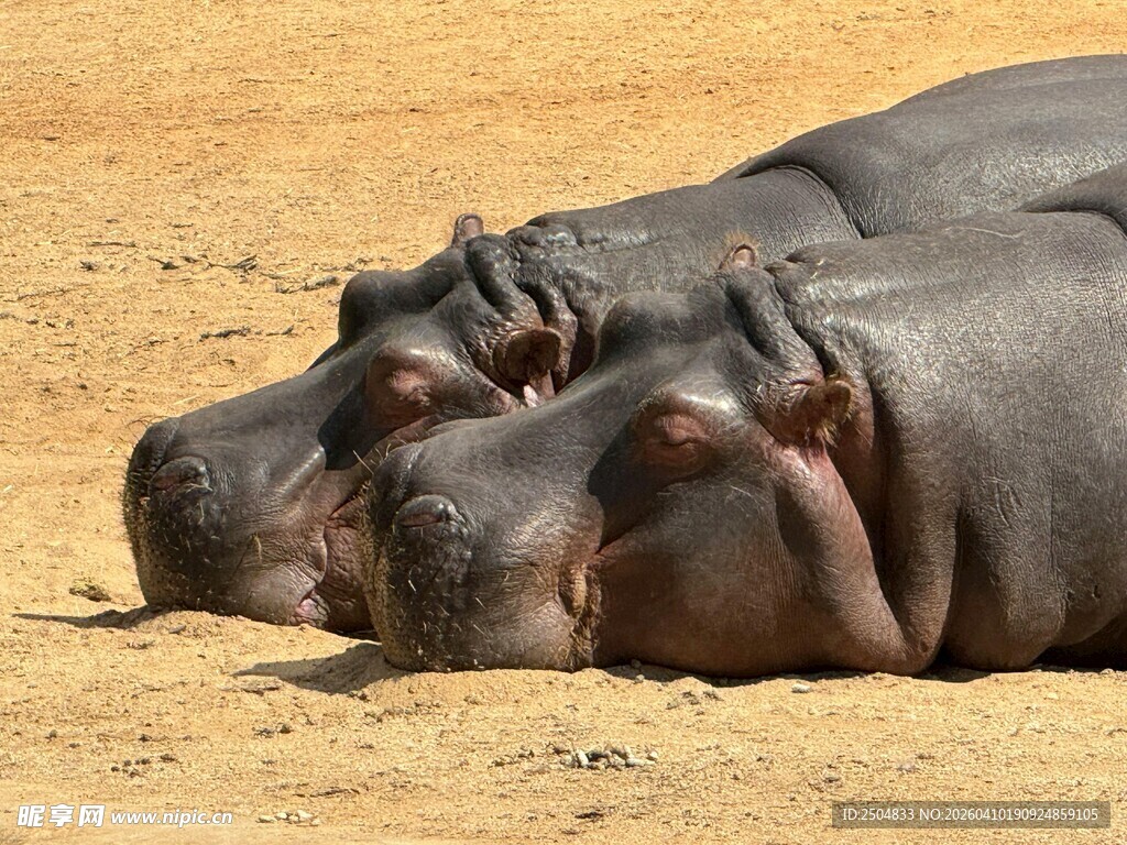 河马慵懒趴卧在沙地上