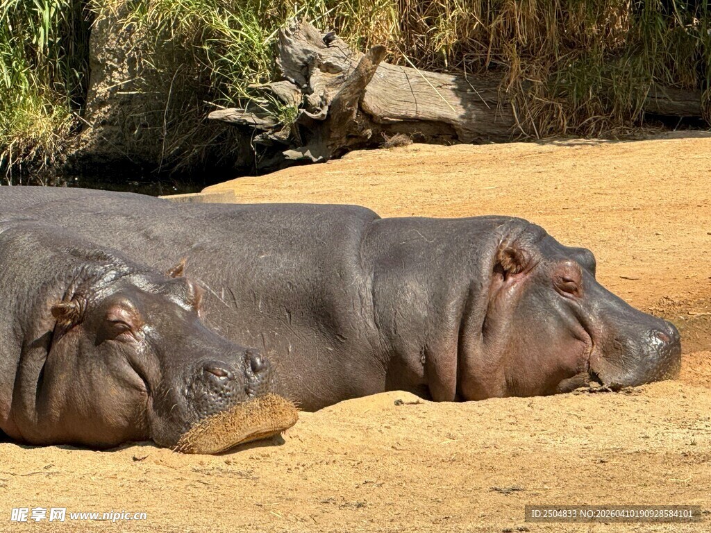河马慵懒躺卧在地面