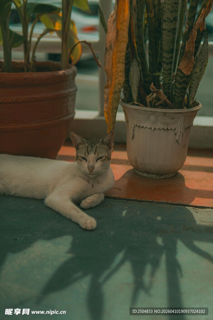 阳光下慵懒的猫咪