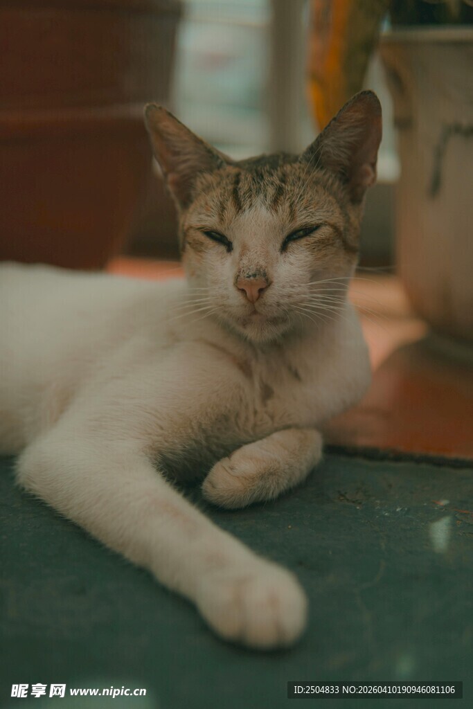 慵懒猫咪惬意趴卧