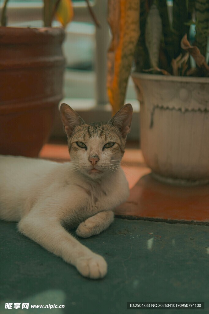 慵懒猫咪惬意躺卧