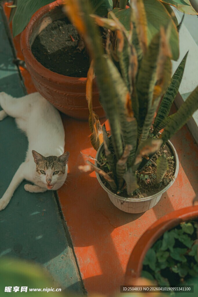 猫咪依偎在多肉植物旁