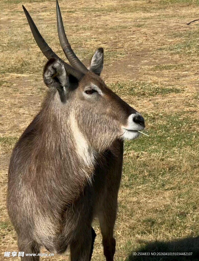 站立的长角羚羊
