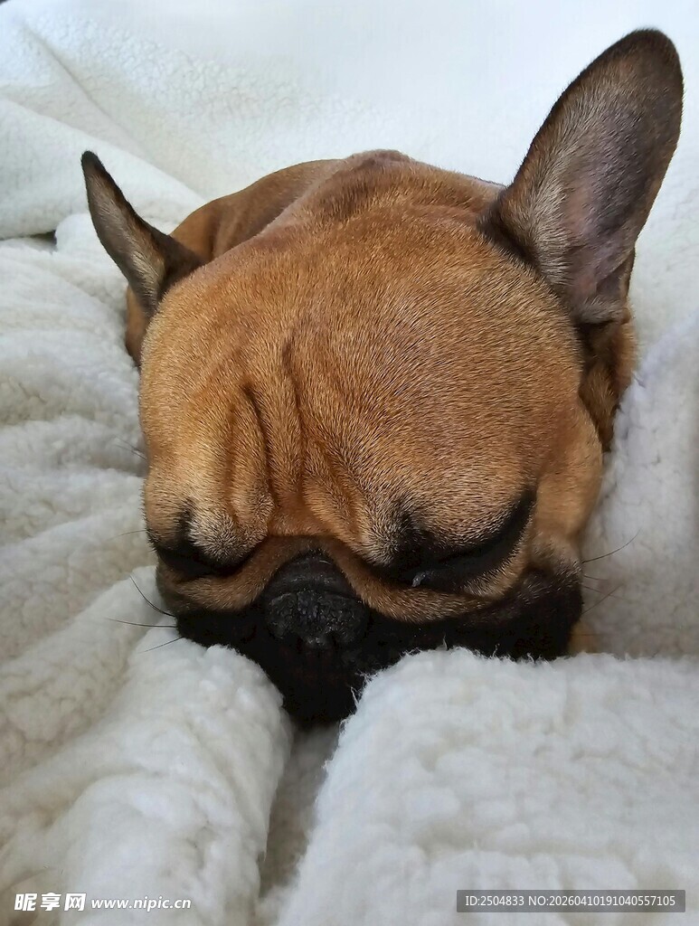 酣睡的法国斗牛犬