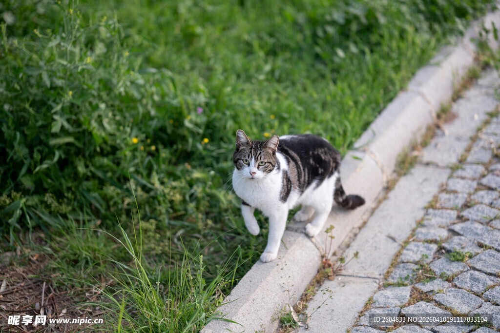 路边漫步的黑白猫咪