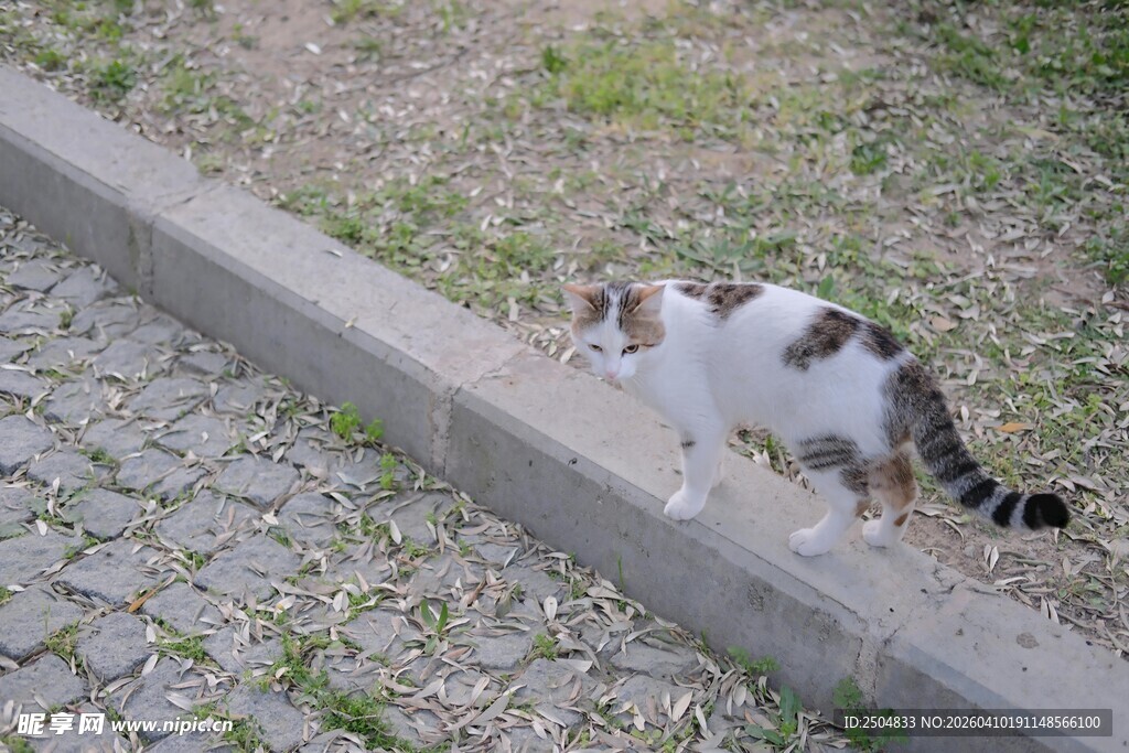 路边的三色猫咪