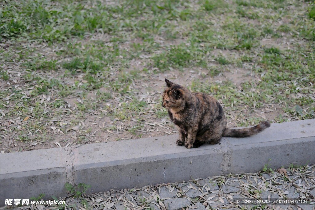 路边蹲坐的花纹猫咪
