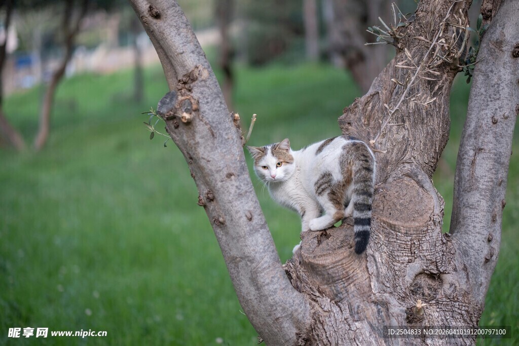 树上的猫咪