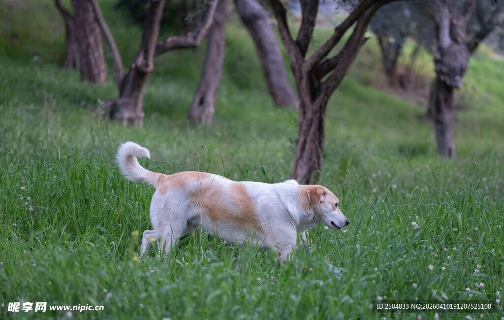 田园间漫步的可爱小狗