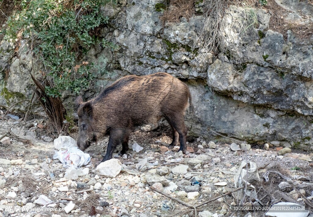 岩石边觅食的野猪