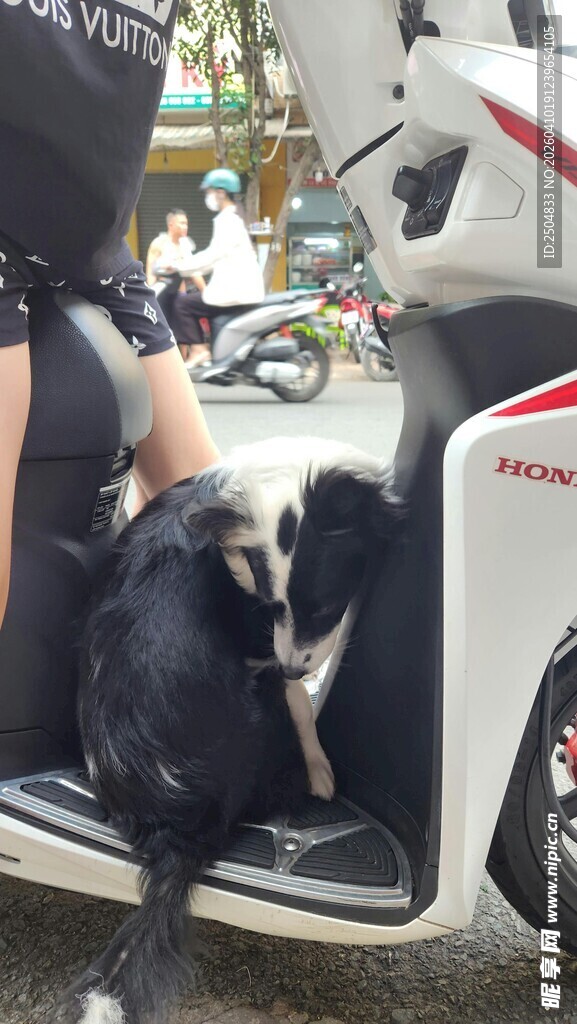 踏板车上的可爱小狗