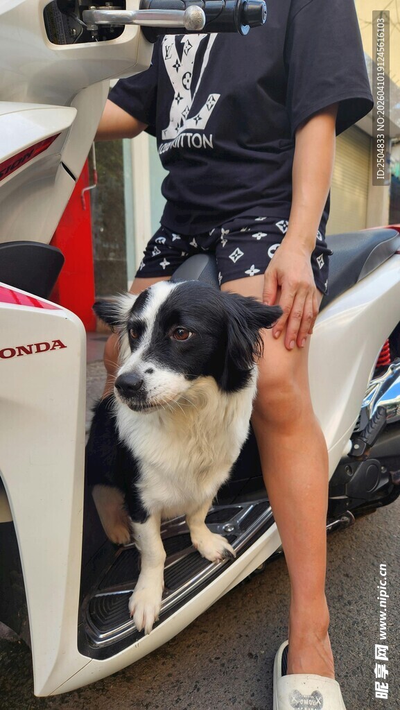 男子与黑白犬坐于车旁