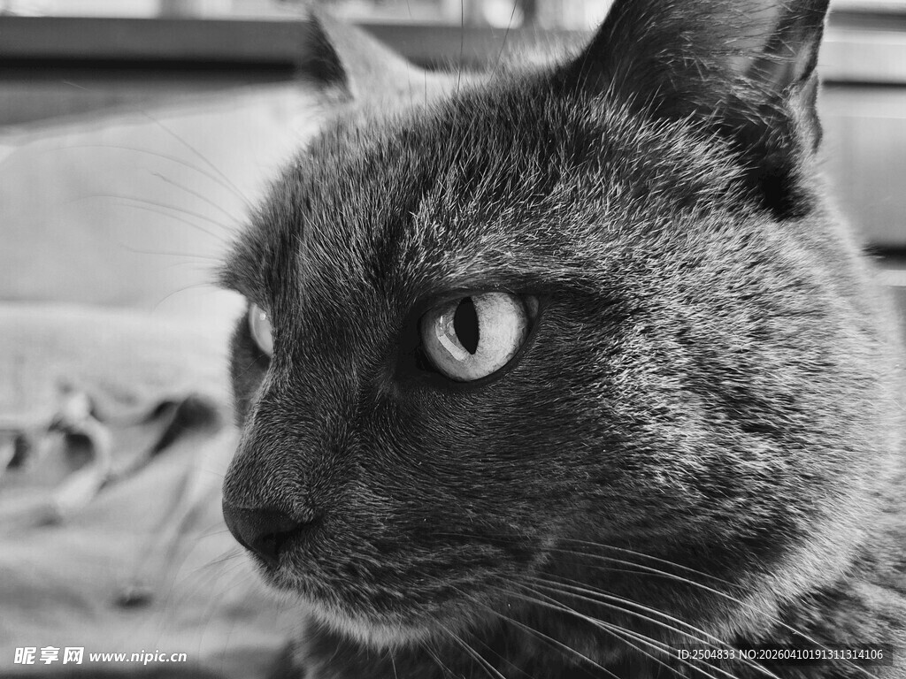 凝视的黑猫