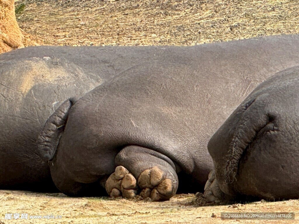 河马慵懒躺卧休憩画面
