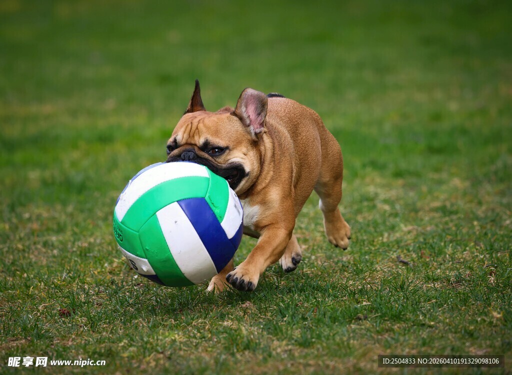 小狗欢快玩彩色排球