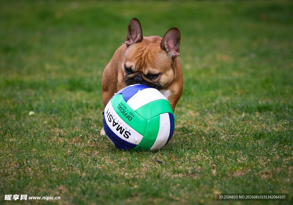 法斗玩多彩足球