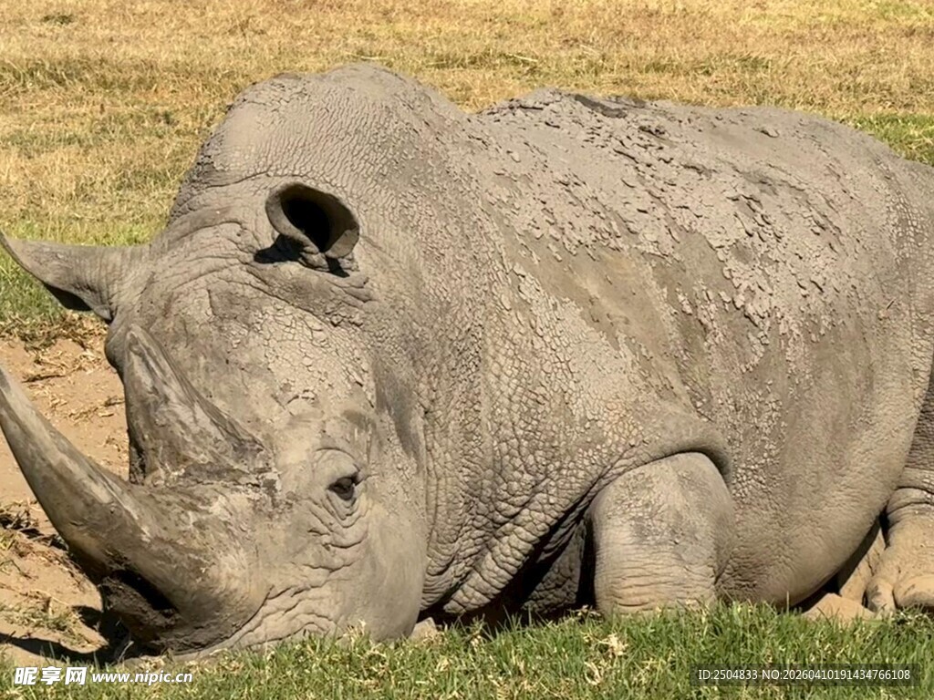 休憩的白犀牛