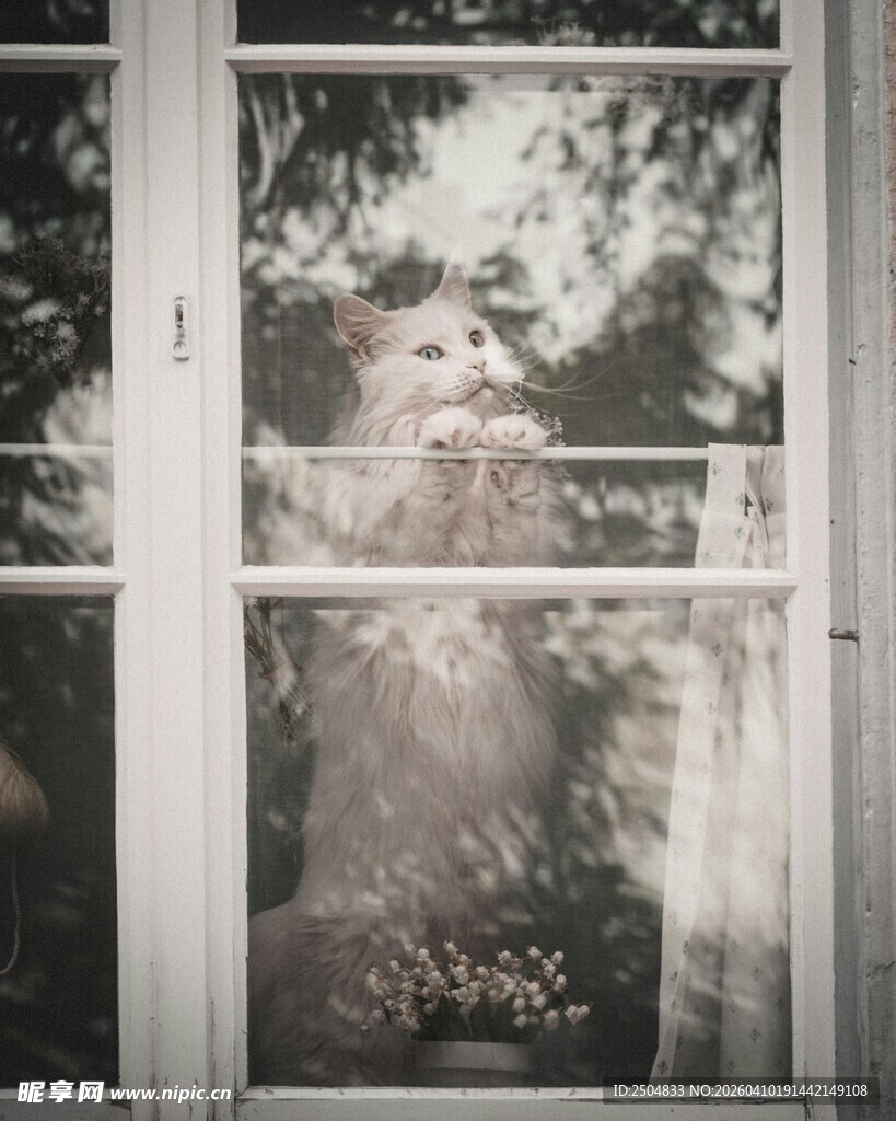 透过窗户看斑驳树影