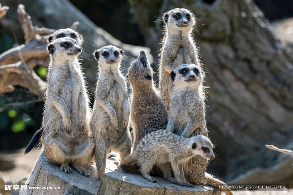 一群狐獴警觉眺望