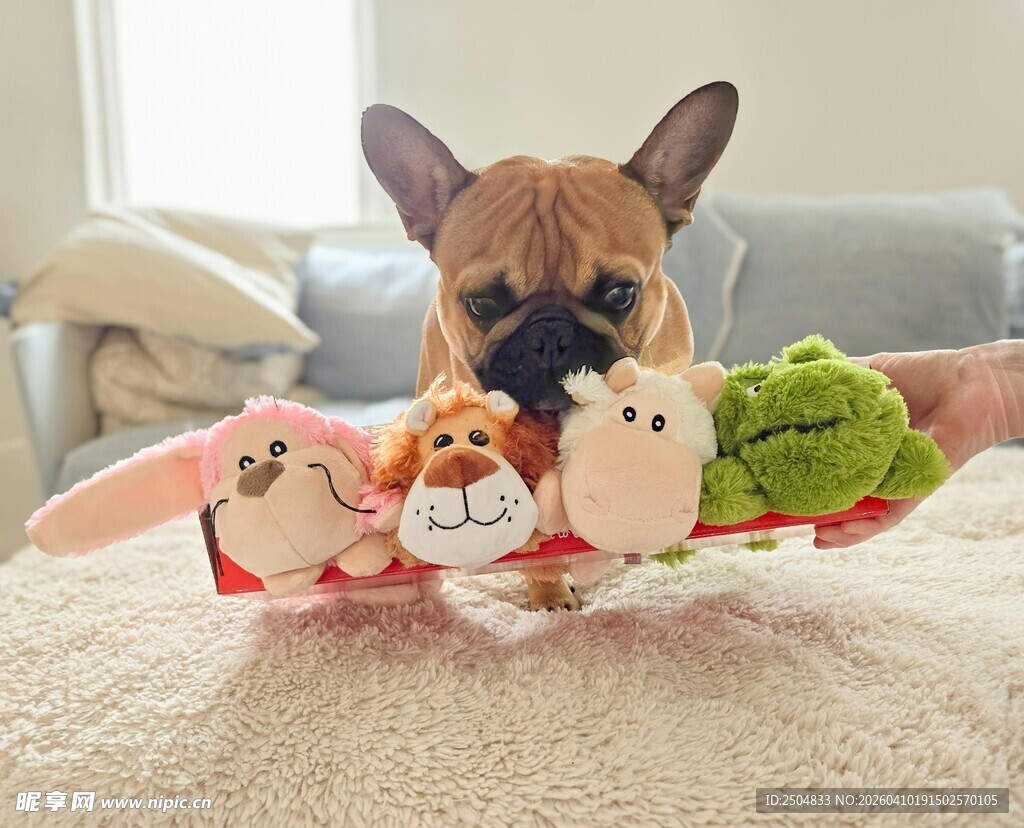 萌犬与可爱毛绒玩具同框