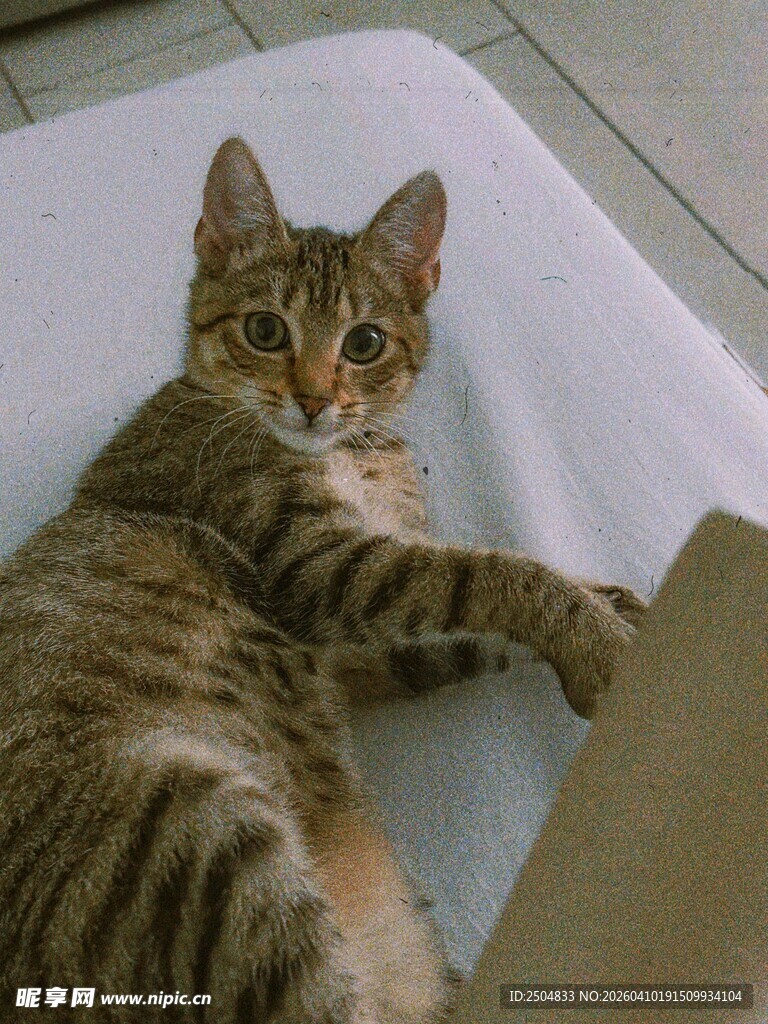 慵懒躺卧的条纹猫咪