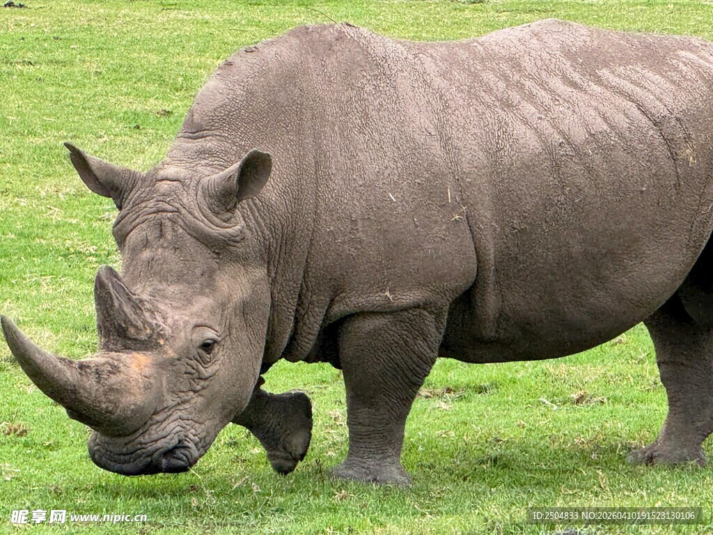 草地上行走的灰犀牛