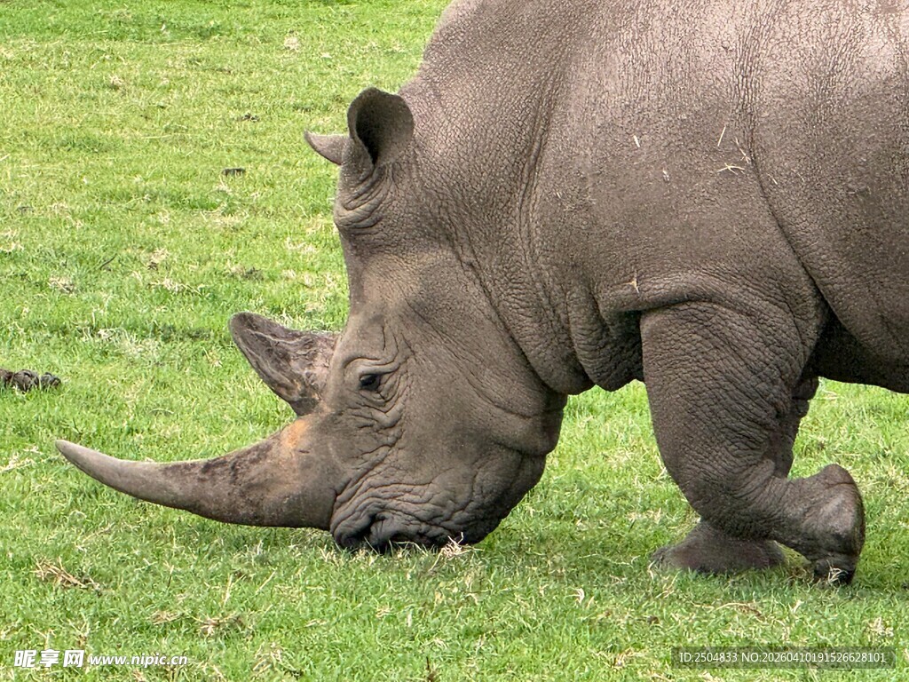 草原上低头觅食的犀牛
