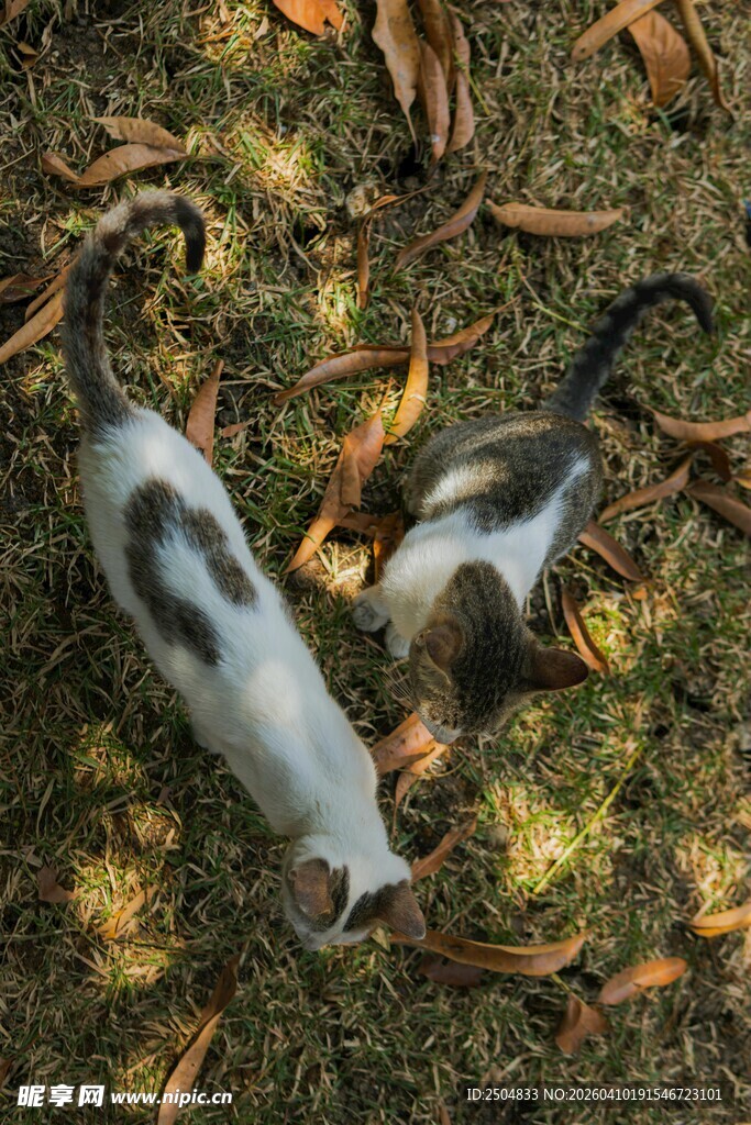 两只猫咪在草地玩耍