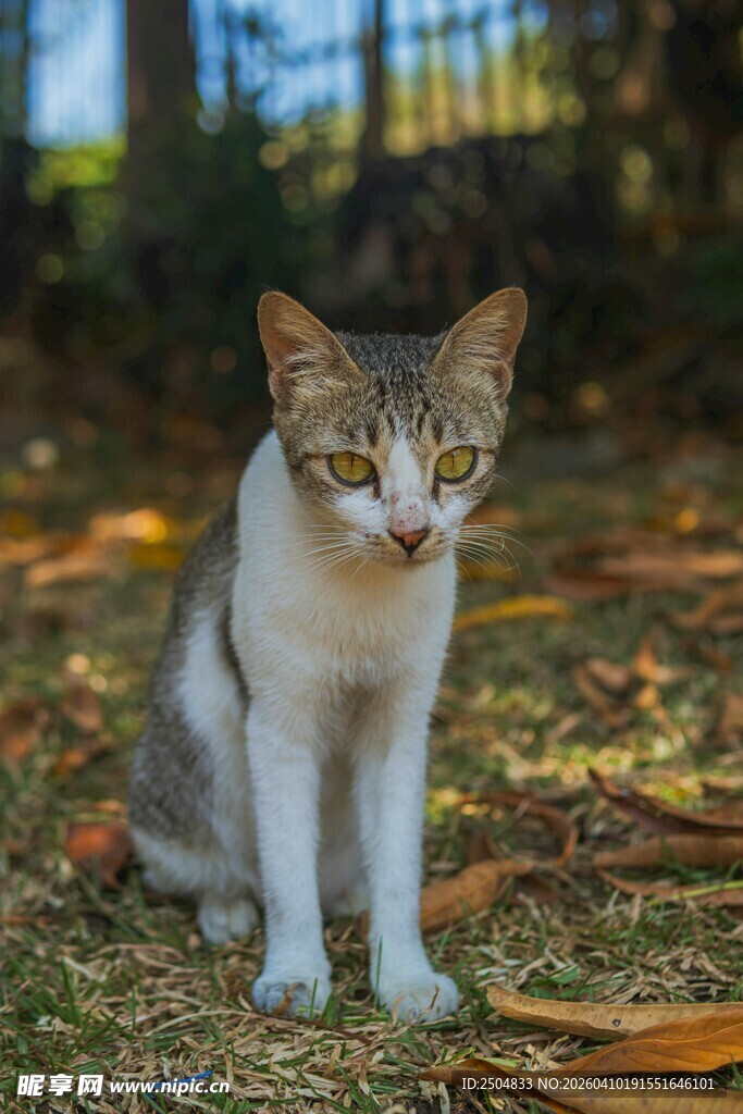 阳光下的可爱猫咪