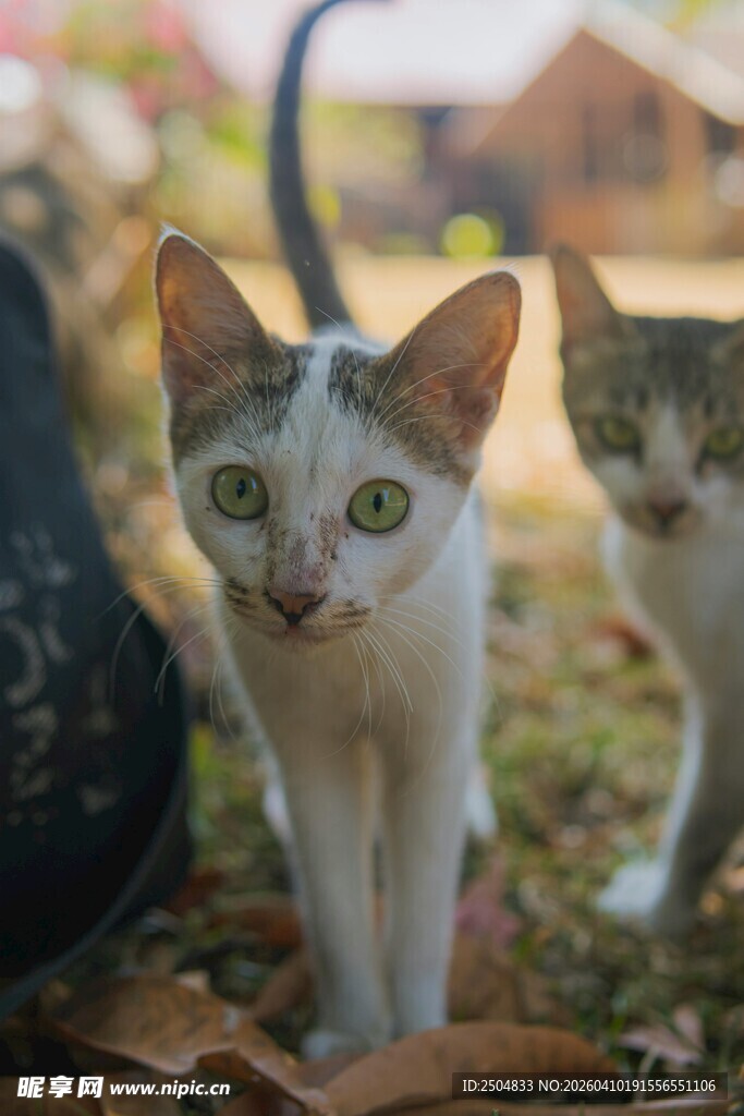 户外可爱双猫