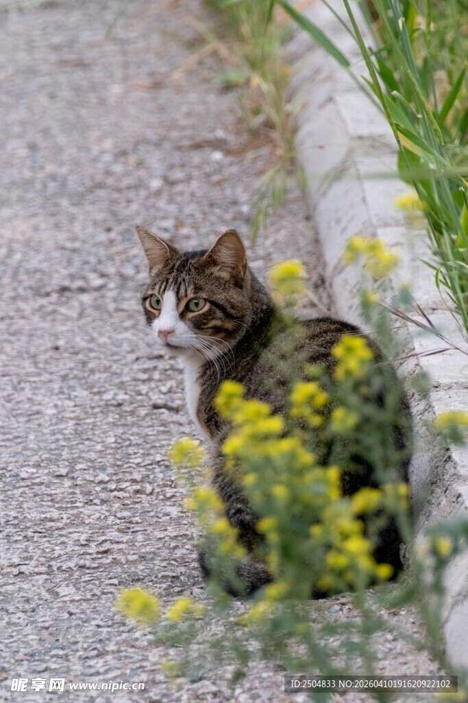 路边花丛中的可爱猫咪