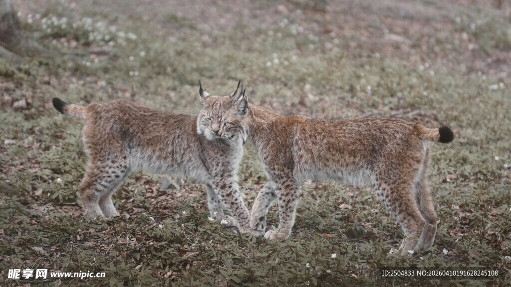 两只猞猁在野外站立