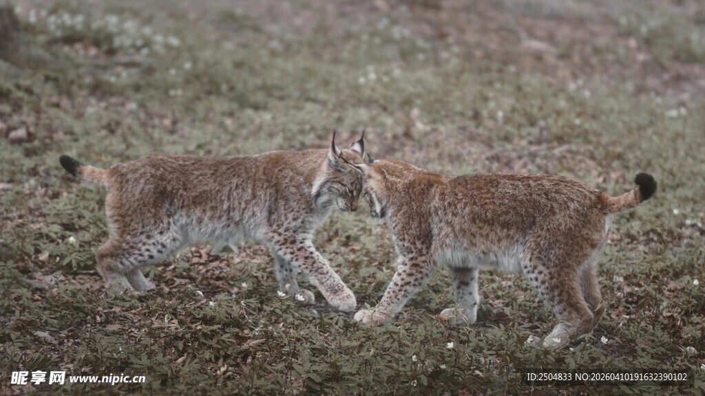 两只猞猁在野外互动