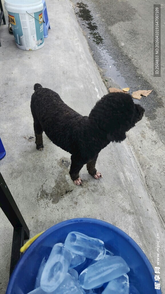 小黑狗立于蓝色水盆旁