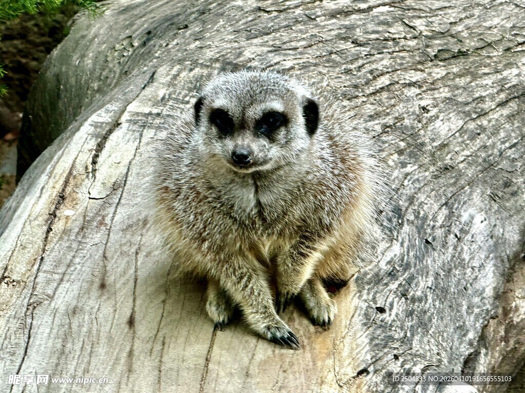 可爱狐獴坐于木头上
