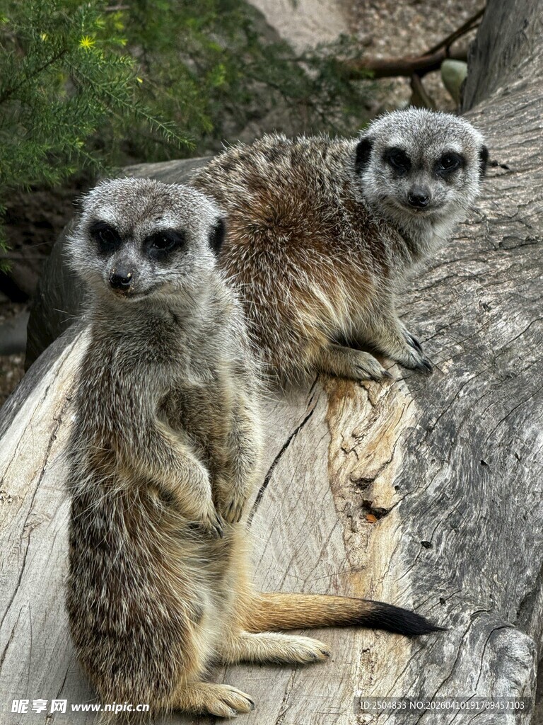 两只狐獴站立在木头上