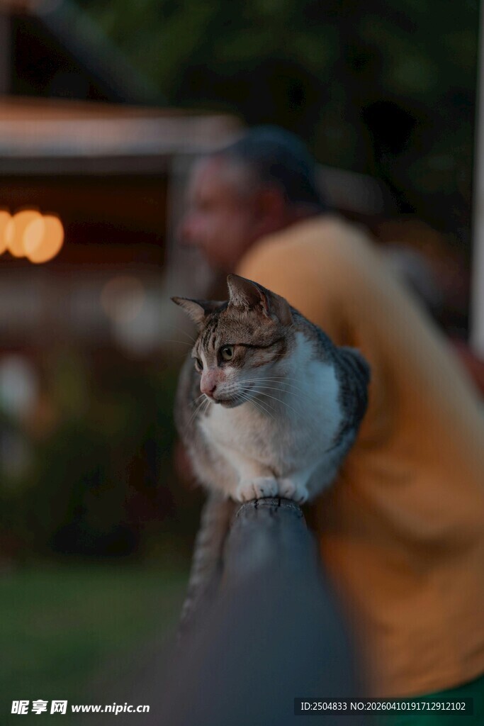 猫咪趴杆上 背景有人影