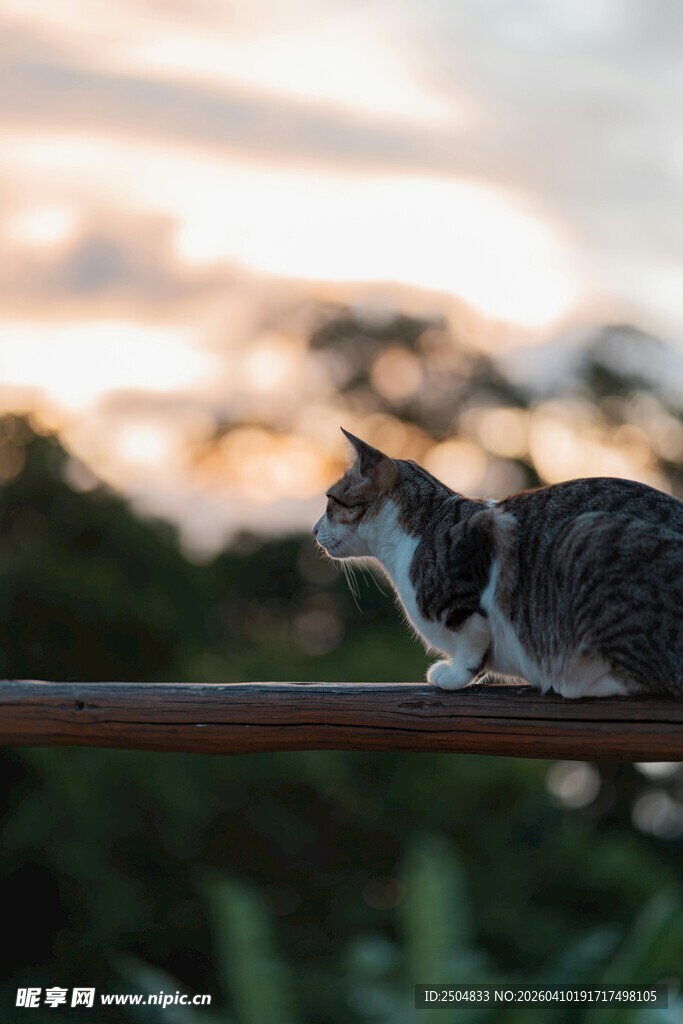 夕阳下的猫咪栖息在杆上