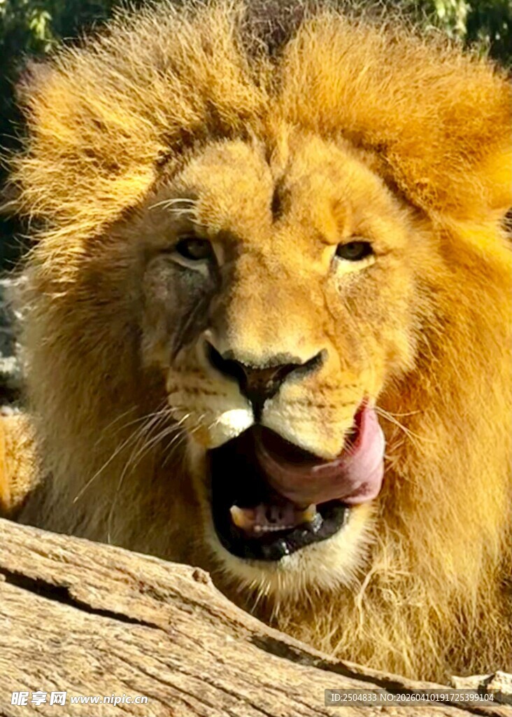 张嘴露舌的威严大狮子