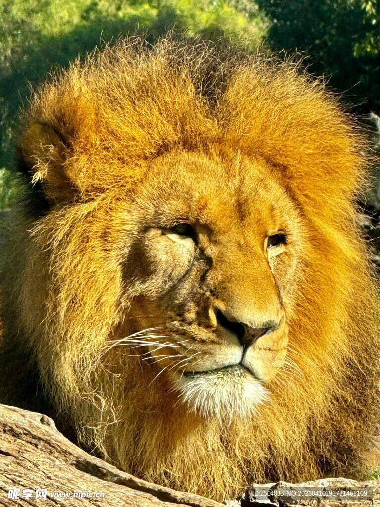 雄狮静卧