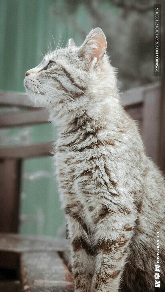 坐立的灰色猫咪