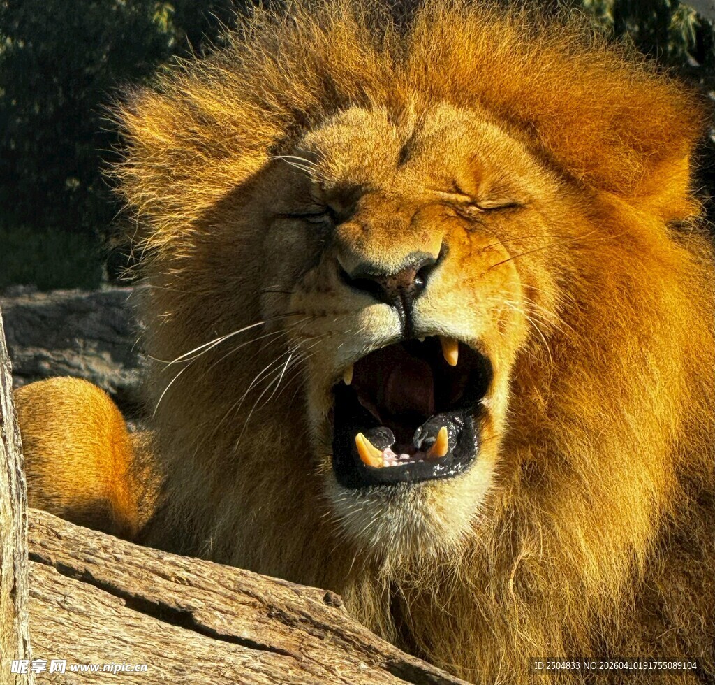怒吼的雄狮
