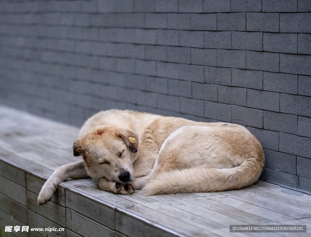 趴在墙边休息的金毛犬