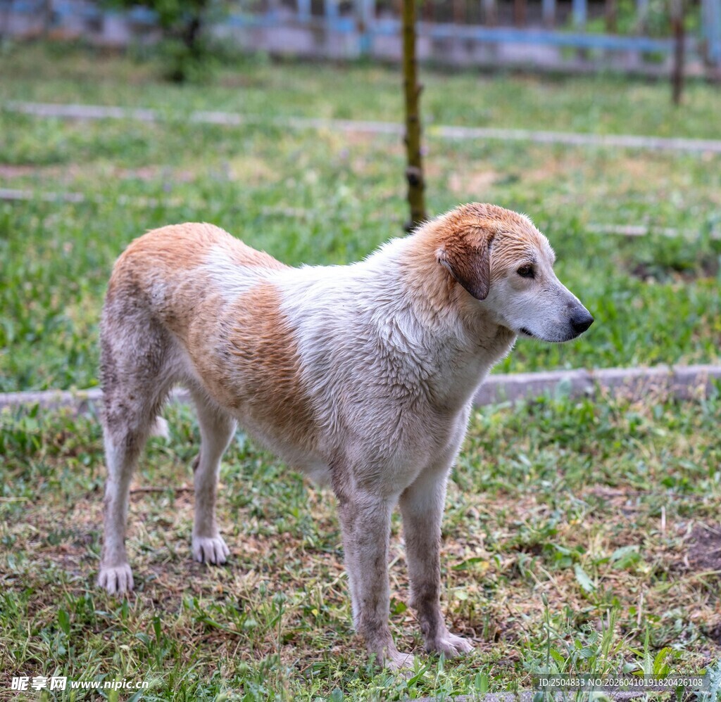草地上的田园犬