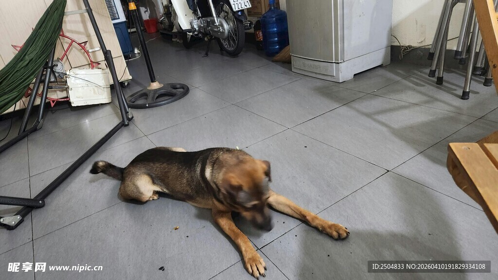 室内趴卧的德国牧羊犬