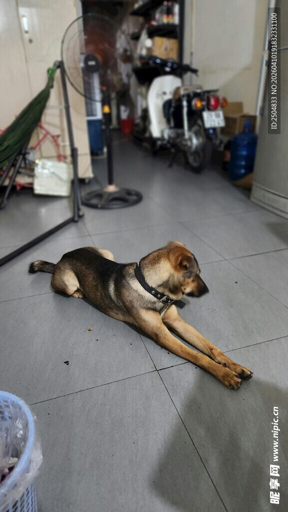 室内趴地休息的可爱狗狗